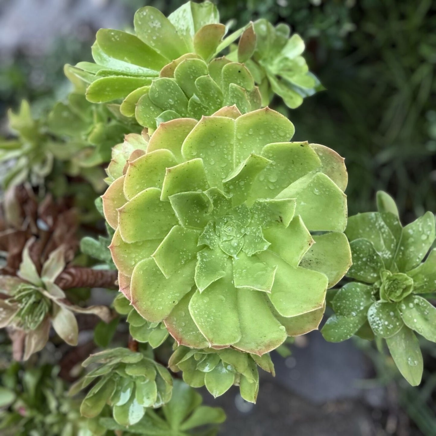 Live Aeonium Castello Paivae 'Harry Mak' Succulent Cuttings Variegated Houseplant Starter Plant