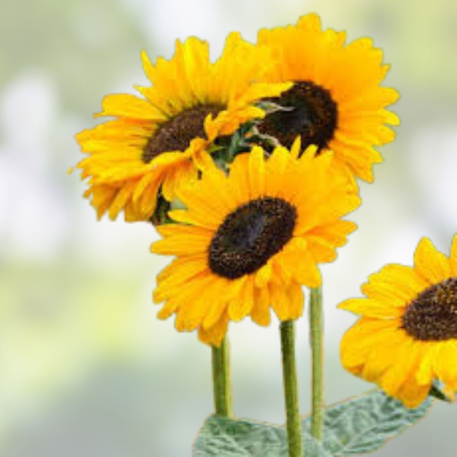 Golden Sunflower Seeds 100 Count Helianthus annuus Ornamental Wildflower Garden Planting Live Seeds