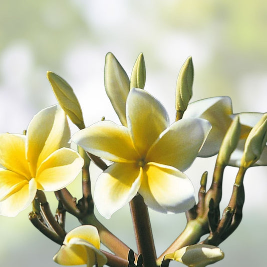 Yellow Plumeria Cutting 10 Inch Unrooted Starter Frangipani Plant Live Plant
