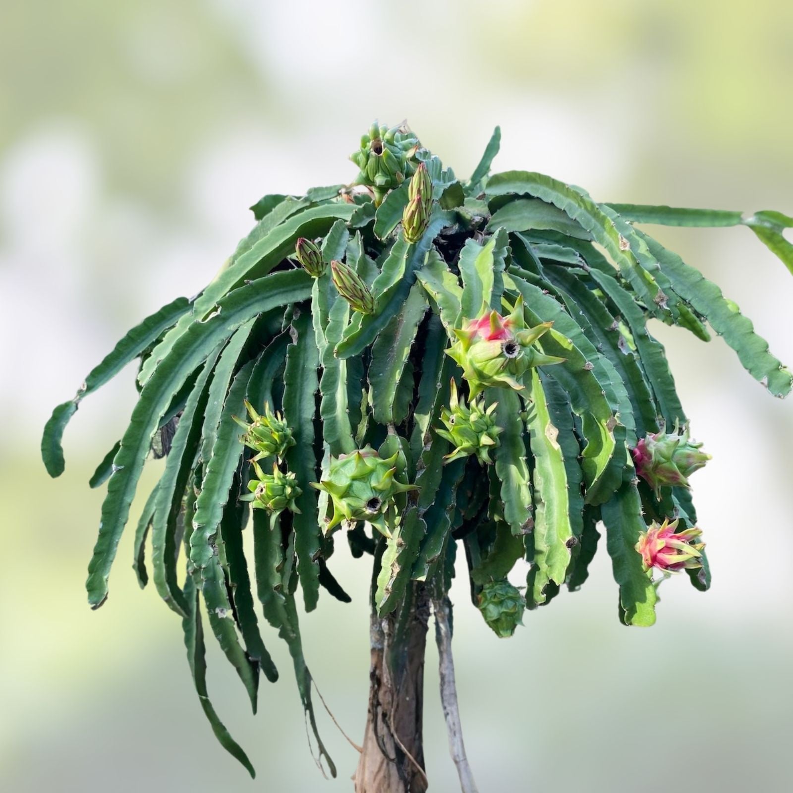 Dragon Fruit Cutting Natural Mystic Variety Hylocereus undatus Edible Fruit Plant Starter Houseplant