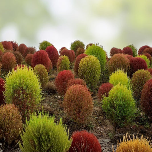 Kochia Seeds 100 Pack Burning Bush Summer Cypress Ornamental Garden Plant Kochia scoparia Live Cutting