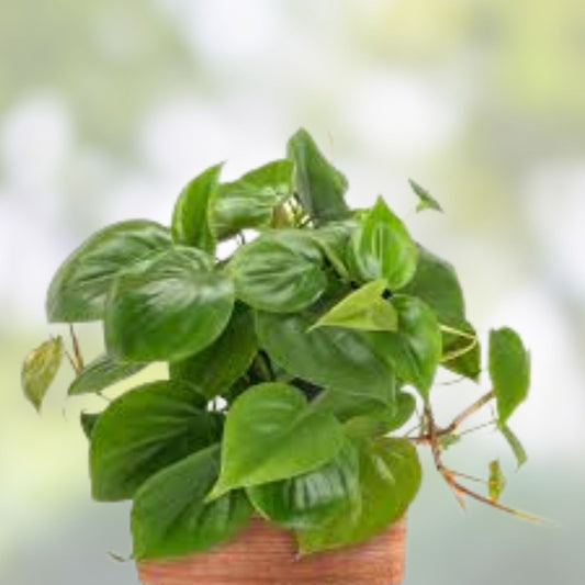 Heart Leaf Philodendron Cuttings - 10 Live Unrooted Plants - Philodendron hederaceum - Indoor Houseplant, Trailing Green Foliage