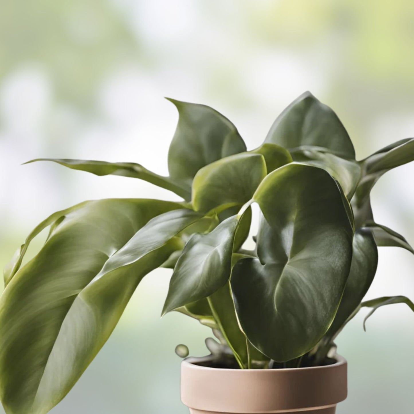 Mystery House Plant Cuttings Set of 6 Indoor Plants for Home Decor, Live Starter Plants, Houseplant Variety
