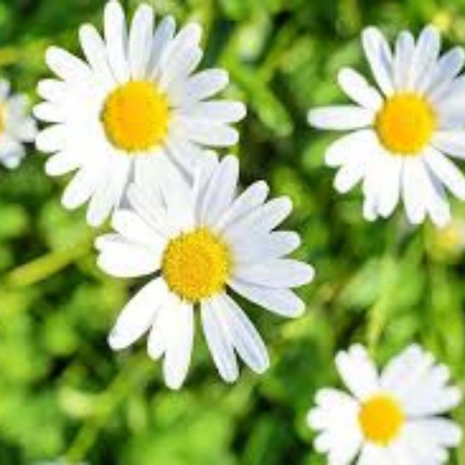 White Daisy Seeds, Shasta Daisy, Easy Grow Perennial Flower, Leucanthemum superbum, 1,000 Pack