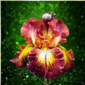 Bearded Iris Bulbs 5-Pack Mixed Colors Tall Reblooming Perennial Flowering Plant