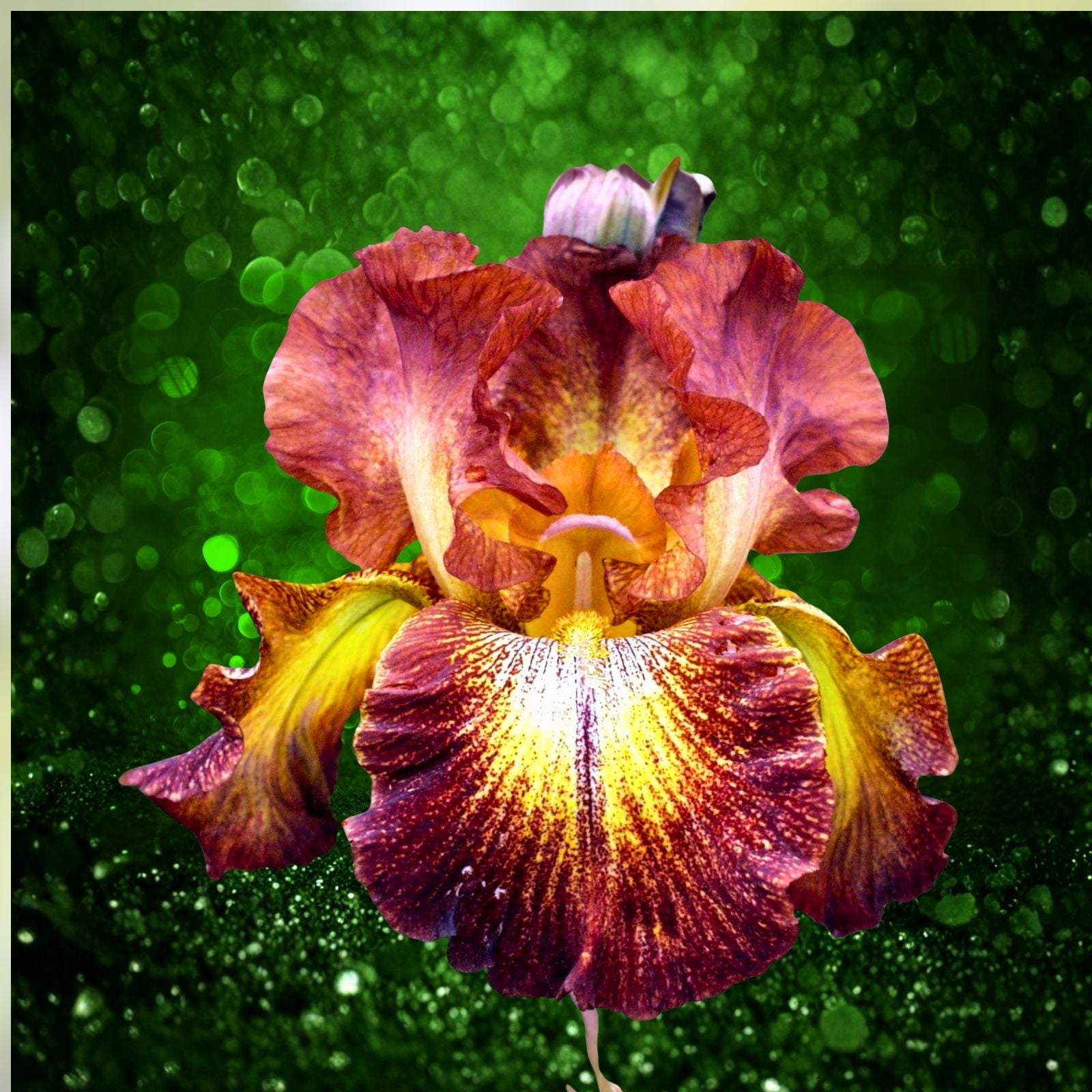 Bearded Iris Bulbs 5-Pack Mixed Colors Tall Reblooming Perennial Flowering Plant