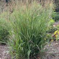 Golden Clematis Seeds for Planting - 20 Seeds - Clematis tangutica - Perennial Climbing Vine with Yellow Flowers