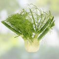 Fennel Seeds Pack 200+ Heirloom Non-GMO Florence Foeniculum vulgare var. dulce Culinary Herb Organic Gardening