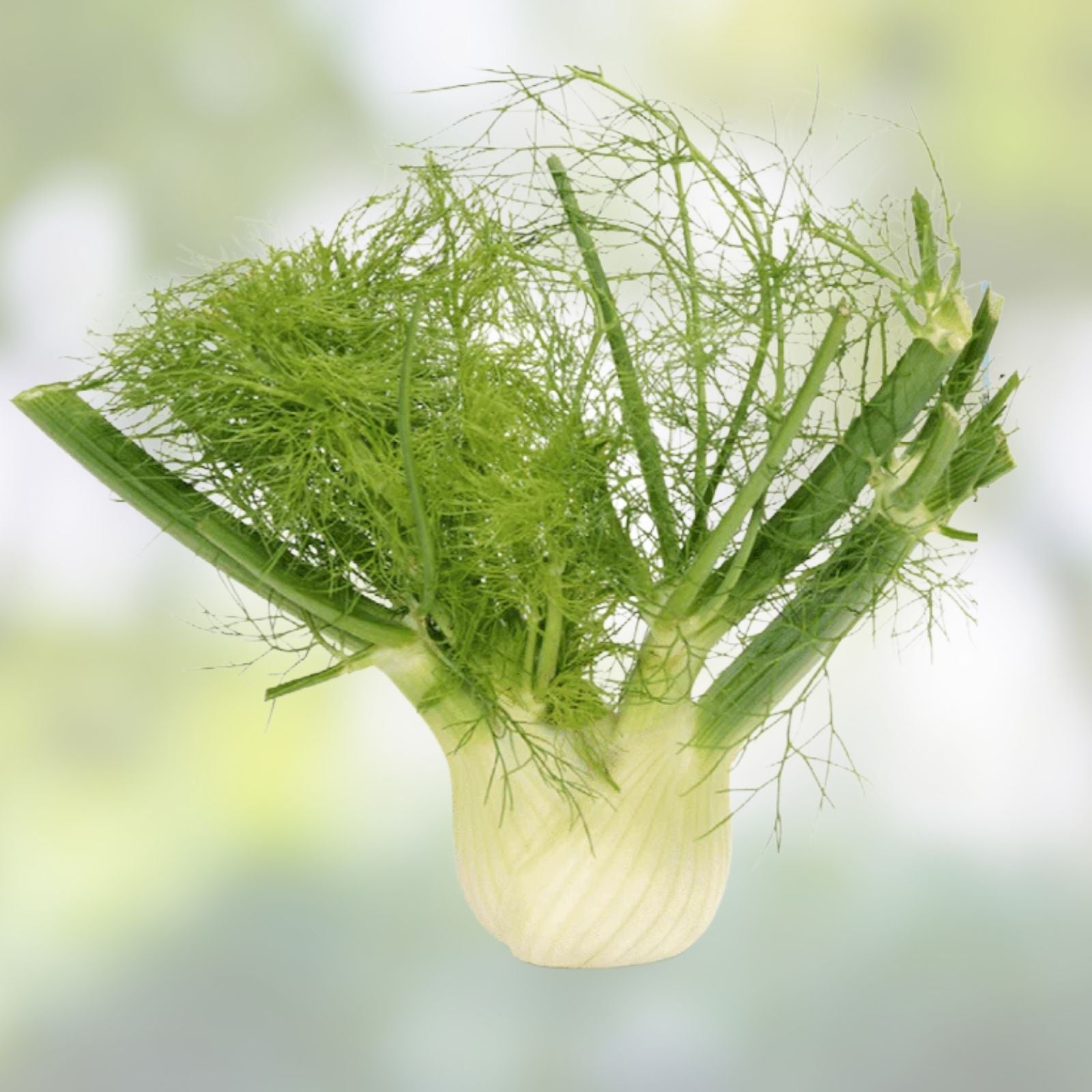 Fennel Seeds Pack 200+ Heirloom Non-GMO Florence Foeniculum vulgare var. dulce Culinary Herb Organic Gardening