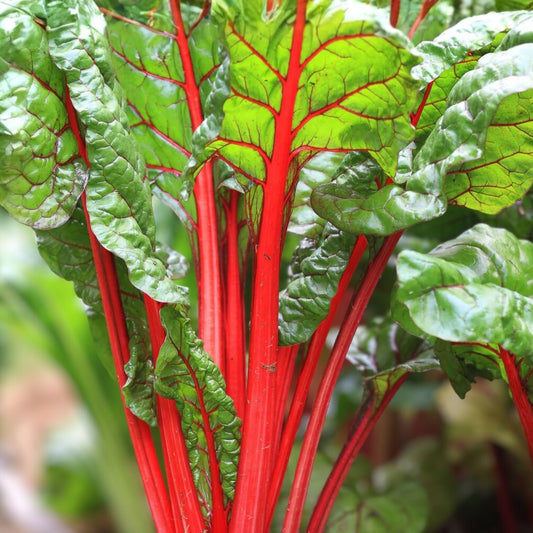 Heirloom Rhubarb Seeds Non-GMO Organic Planting Seeds for Garden, Swiss Chard Variety, Live Plant or Cutting