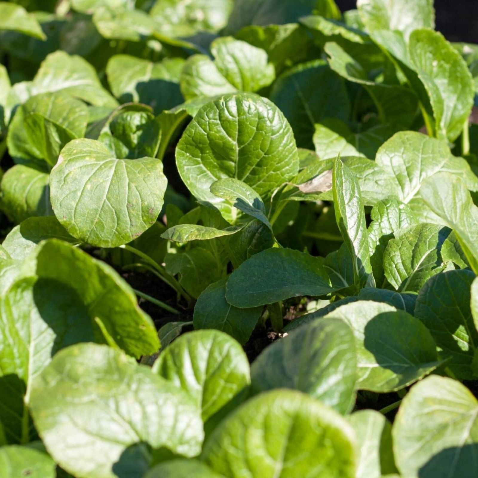 Mustard Greens Seeds Tendergreen Heirloom Non-GMO Brassica juncea Leafy Vegetable Starter Plant 25+ Seeds
