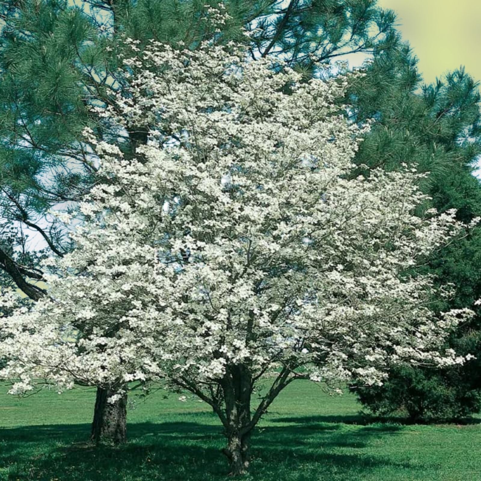 Flowering Dogwood Tree Live Plant Cornus florida Bare Root 12-18" White Blooms Landscape Tree Spring Flowers