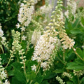 Sweet Pepperbush Plants, Clethra alnifolia, 10-12" Tall, Fragrant Ornamental Shrub, Pollinator Attractor, Live Plant, Bare Root, Starter Plant