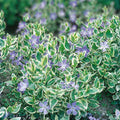 Variegated Vinca Starter Plants 12 Pack Perennial Ground Cover Vinca major Variegated Live Plant