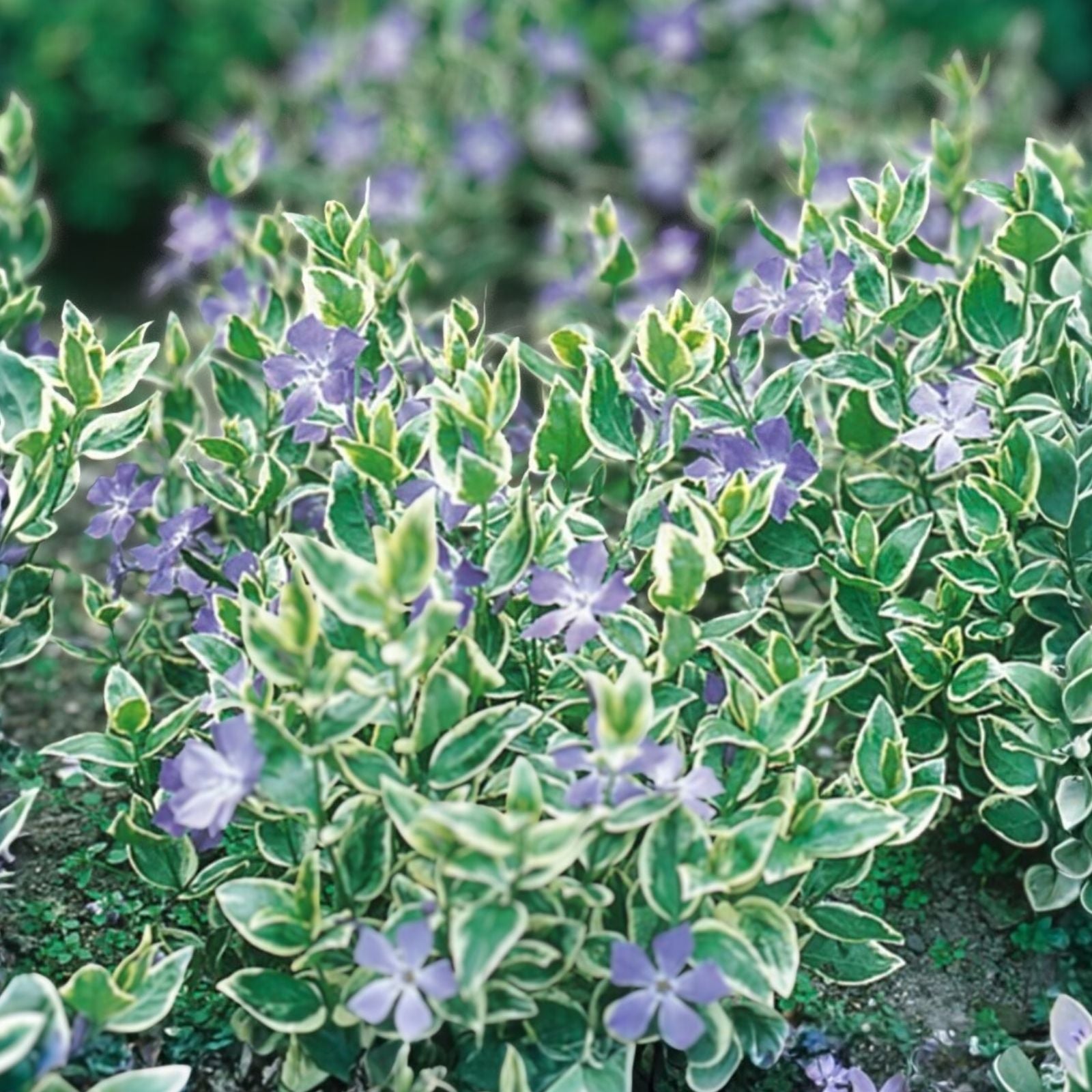 Variegated Vinca Starter Plants 12 Pack Perennial Ground Cover Vinca major Variegated Live Plant