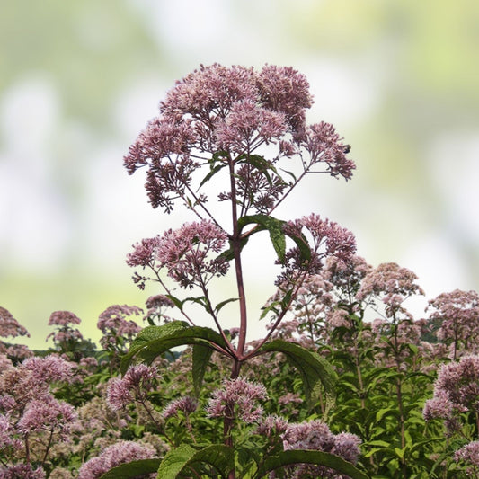 Joe Pye Weed Seeds Eutrochium 200 Organic Live Plant Cutting Pollinator Garden Bare Root Starter Plant