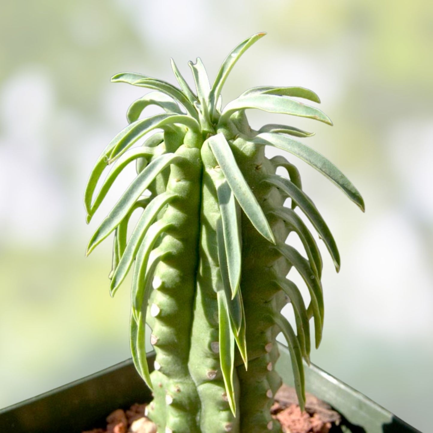 Euphorbia loricata African Palm Tree Cactus Cutting 6" | Succulent Plant for Home Decor, Live Houseplant, Starter Plant