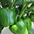 California Wonder Bell Pepper Seeds – Heirloom Capsicum annuum, Large Fruit, Live Plant, Starter Plant, Vegetable Seeds, Garden Grow
