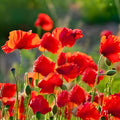 Flanders Poppy Seeds 1000 Count Bright Red Papaver rhoeas Wildflower Seeds for Garden Planting