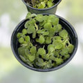 Cuban Oregano Cuttings 6 Live Unrooted Herb Plants Plectranthus amboinicus Edible Culinary Herb Gardening