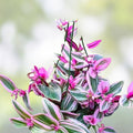 Tradescantia Nanouk Plant 2" Pot - Rooted Pink Wandering Jew - Indoor Houseplant - Fast Growing, Healthy, Premium Greenery