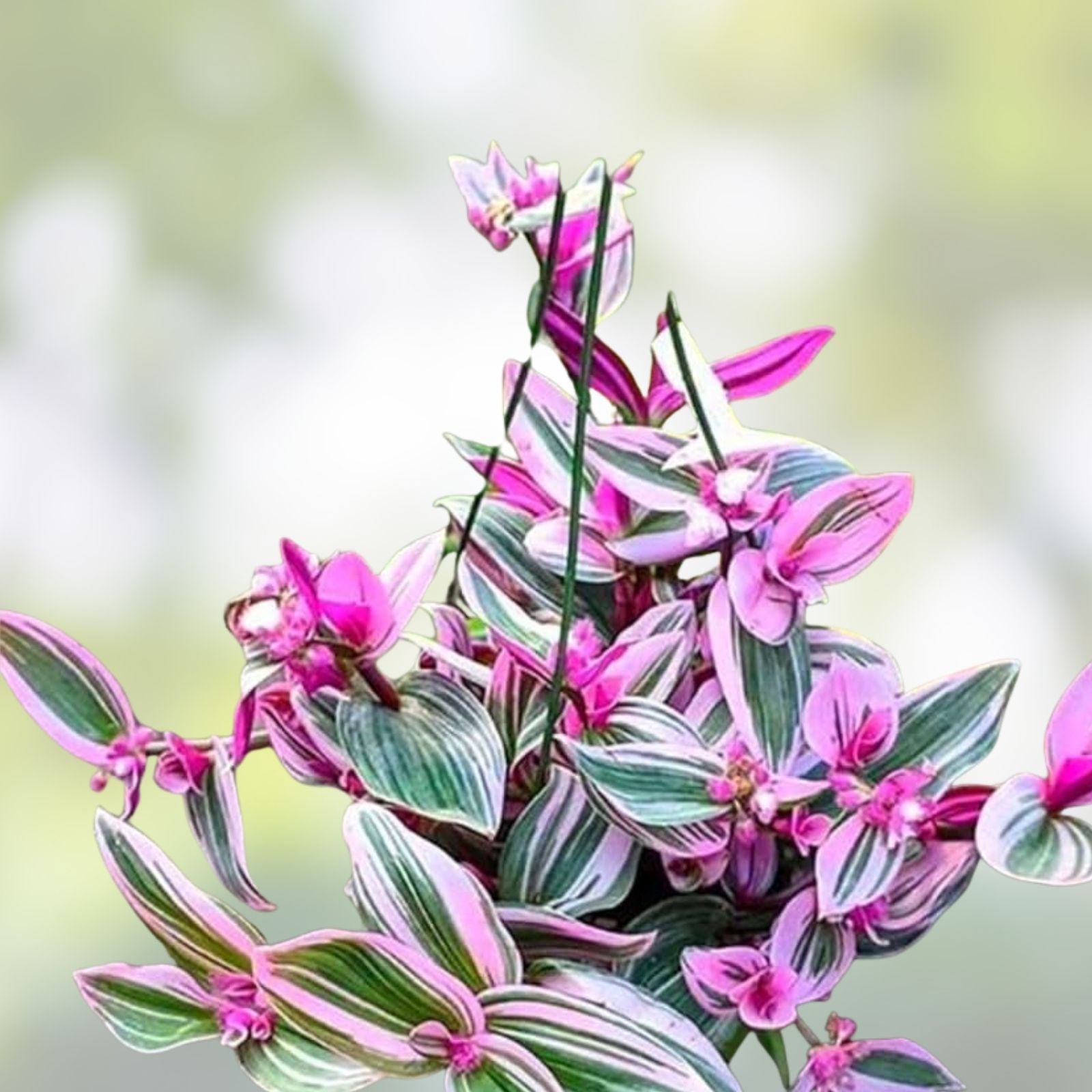 Tradescantia Nanouk Plant 2" Pot - Rooted Pink Wandering Jew - Indoor Houseplant - Fast Growing, Healthy, Premium Greenery