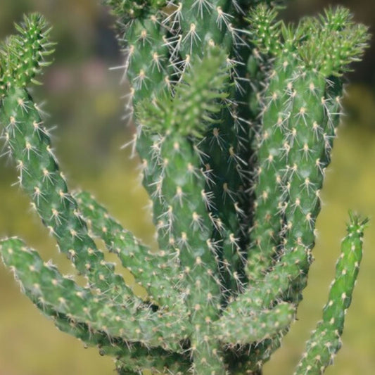 Live Rooted Cylindropuntia imbricata Tree Cholla Cactus Plant – Pueblo Colorado Bare Root Starter Houseplant, Fast Growing Succulent