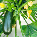 Heirloom Zucchini Seeds Long Dark Green Cucurbita pepo Non-GMO Vegetable Seeds 100+ Starter Plants