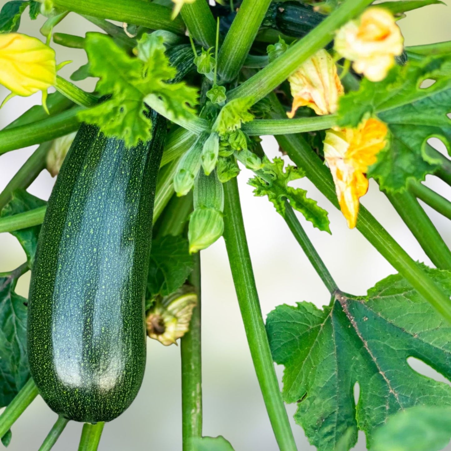 Heirloom Zucchini Seeds Long Dark Green Cucurbita pepo Non-GMO Vegetable Seeds 100+ Starter Plants