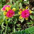 Double Dragonfruit Plant Edible Succulent Portulaca Oleracea Purslane Live Starter Plant