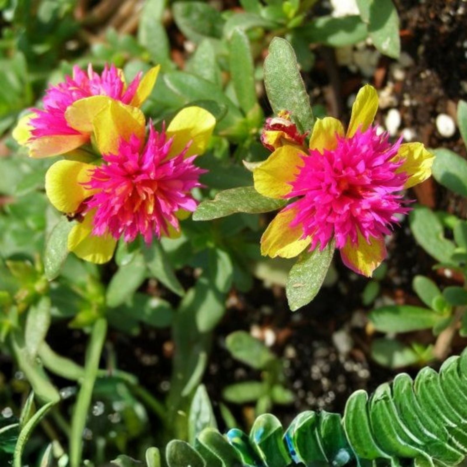 Double Dragonfruit Plant Edible Succulent Portulaca Oleracea Purslane Live Starter Plant