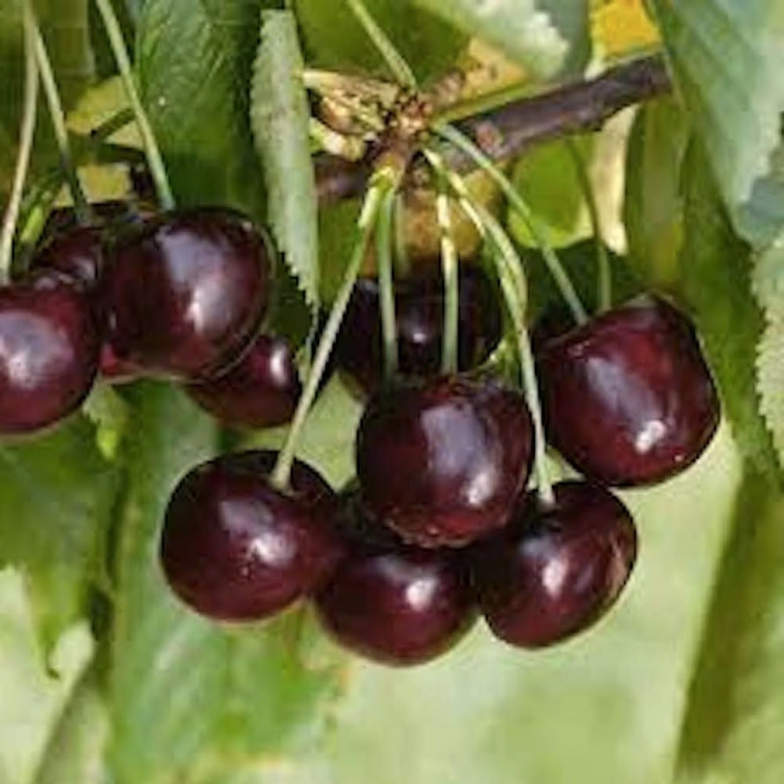 Black Cherry Seeds 20 Pack | Edible Fruit Tree Prunus serotina | Native USA Tree | Planting Seeds | Bare Root Starter Plant