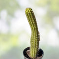 Cereus Thelegonus Cactus Cutting | Unique Succulent Plant for Home Decor Garden Indoor Outdoor