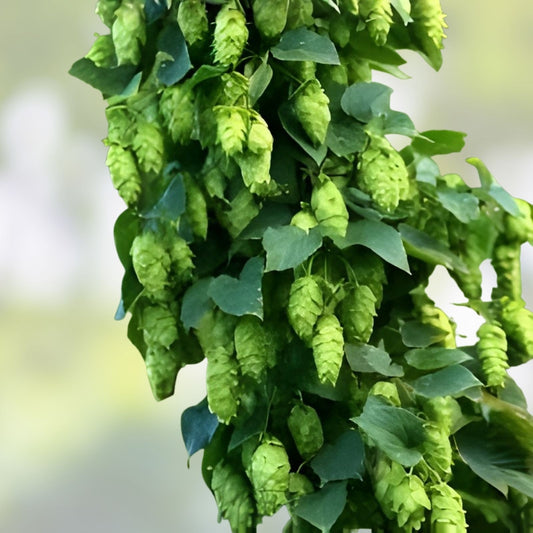 Hops Vine Cuttings 5 Pack Japanese Humulus lupulus Perennial Plant for Home Brewing & Gardening
