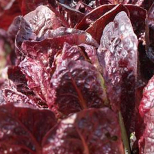 Heirloom Red Romaine Lettuce Seeds Non-GMO Organic Leafy Greens Garden Starter 1000 Seeds