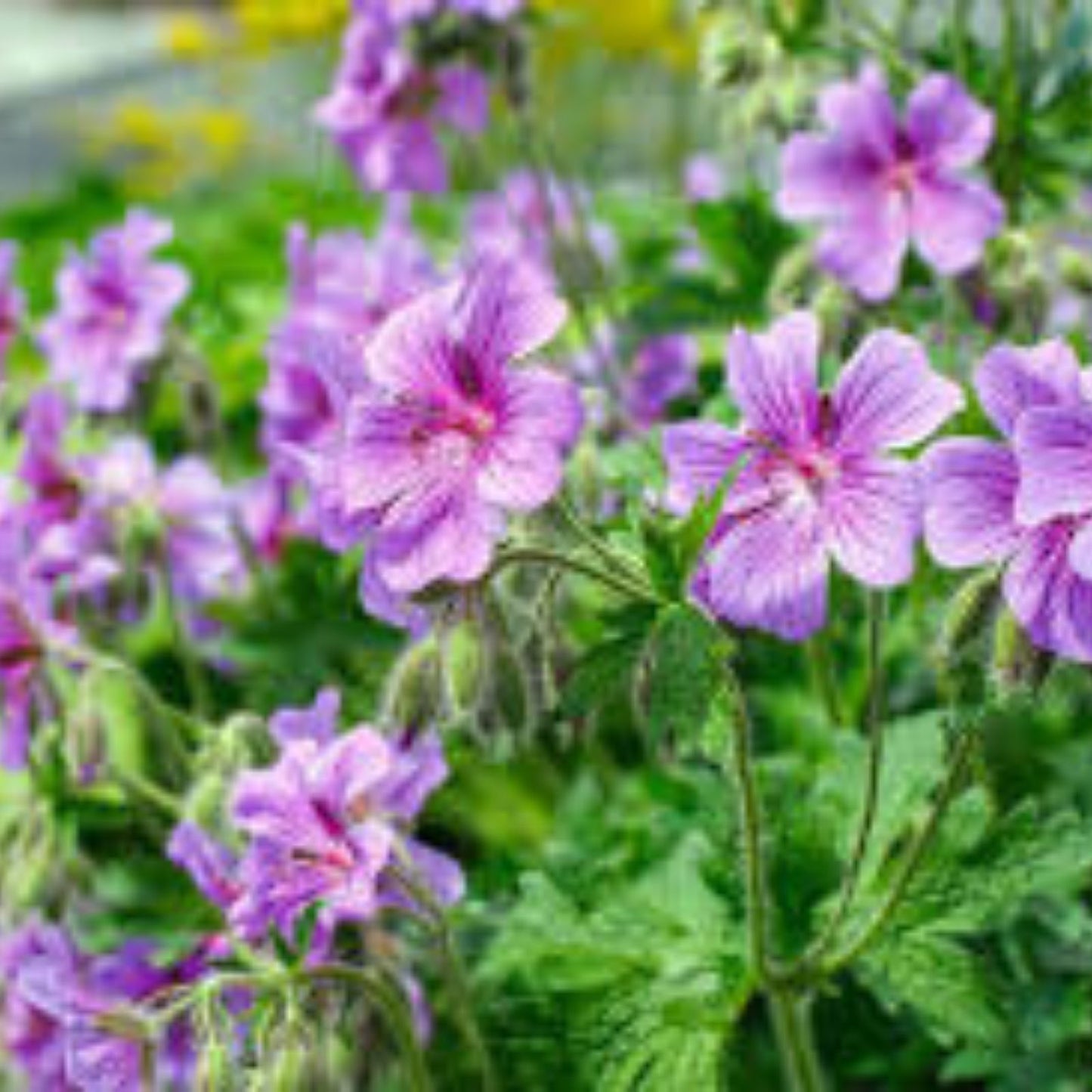 Purple Geranium Starter Cuttings 3 Pack – Pelargonium spp. Live Garden Plants, Non-GMO, Flowering Planting Supplies
