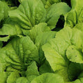 Mustard Greens Seeds Heirloom Non-GMO Brassica juncea Vegetable Seeds for Gardening 100 Pack