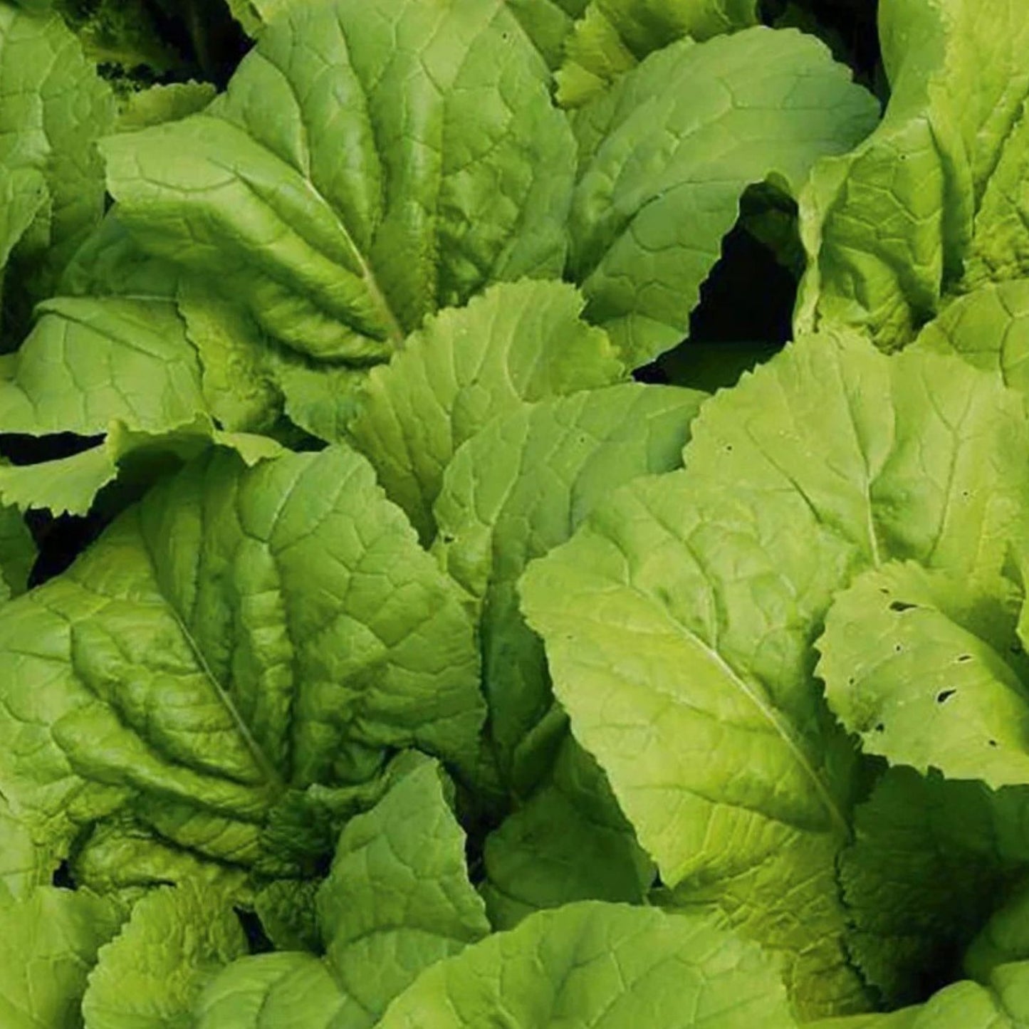 Mustard Greens Seeds Heirloom Non-GMO Brassica juncea Vegetable Seeds for Gardening 100 Pack