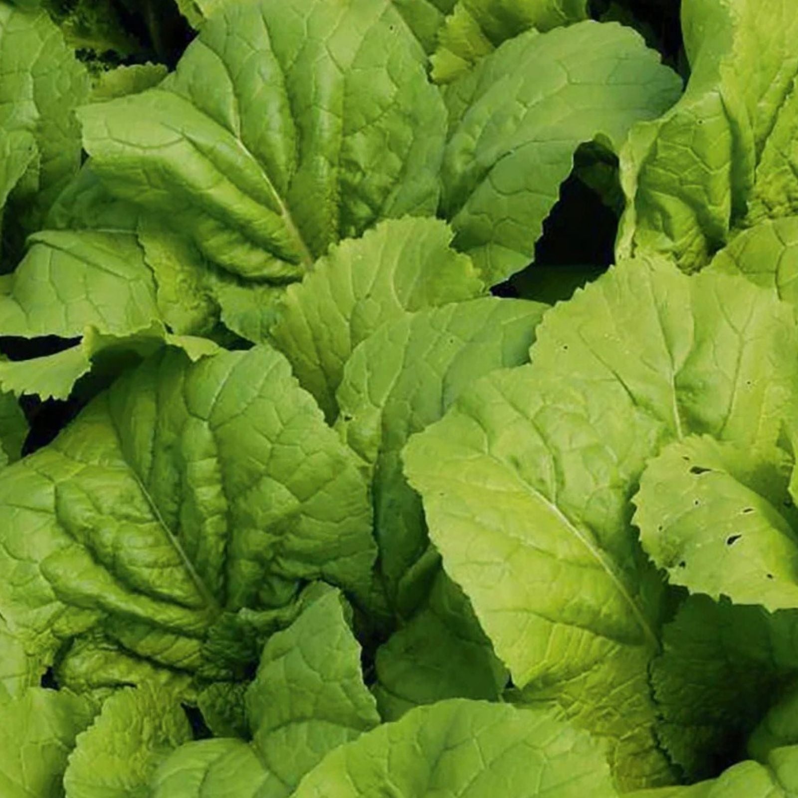 Mustard Greens Seeds Heirloom Non-GMO Brassica juncea Vegetable Seeds for Gardening 100 Pack