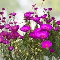 Purple Calandrinia Spectabilis Cuttings - Live Rock Purslane Plantlets, Fast Growing Succulent Starter, Houseplant, Bare Root, Live Plant
