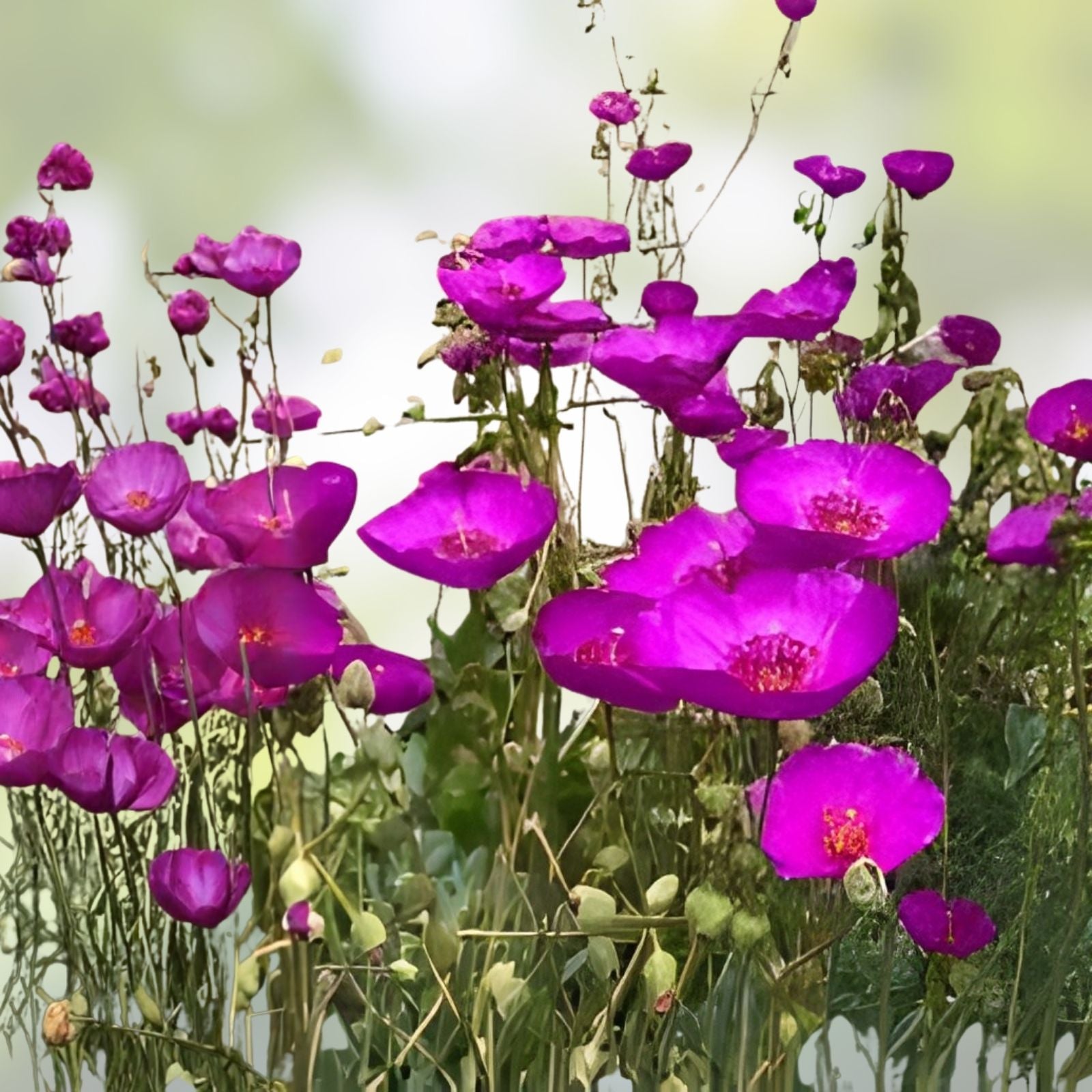 Purple Calandrinia Spectabilis Cuttings - Live Rock Purslane Plantlets, Fast Growing Succulent Starter, Houseplant, Bare Root, Live Plant