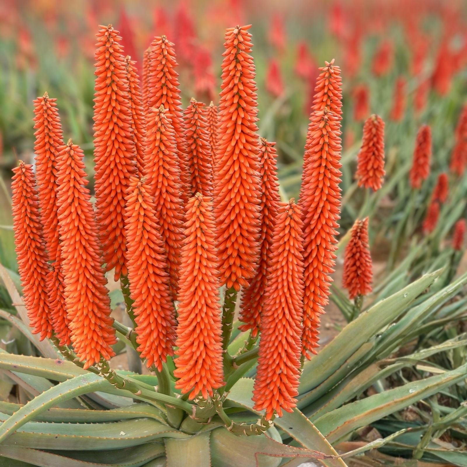 Aloe 'Tangerine' Succulent Plant Cutting - Live Indoor Outdoor Houseplant Starter Bare Root