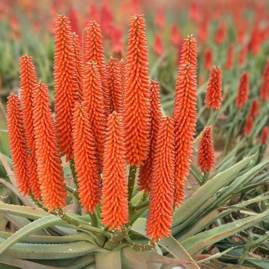 Aloe 'Tangerine' Succulent Plant Cutting - Live Indoor Outdoor Houseplant Starter Bare Root