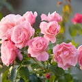 Frosty Pink Florabunda Rose Cuttings - Live Garden Plant, Pink Flowering Shrub, Rooting Starter, Bare Root, Houseplant, Rose Cutting