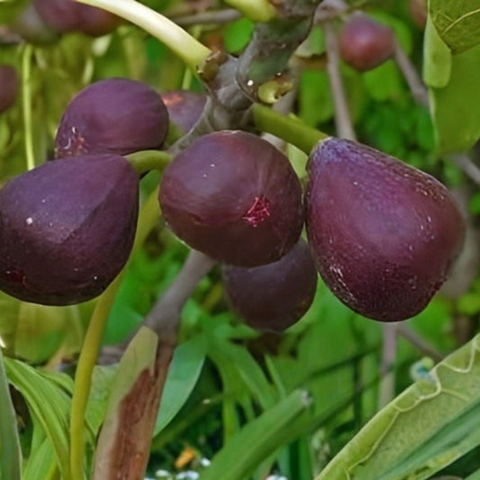 Hardy Chicago Fig Tree Cuttings – 12 Organic Branches – Ficus carica – Fruit Bearing, Easy to Grow Garden Plant