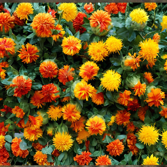 Zanzibar Safflower Flower Seeds 30 Pack - Mixed Color Carthamus tinctorius Ornamental Garden Seeds for Planting, Fast Growing