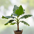 Blue Java Banana Tree Starter Plant – Musa acuminata Ice Cream, Live Plant, Well Rooted, Houseplant, Tropical Fruit Tree