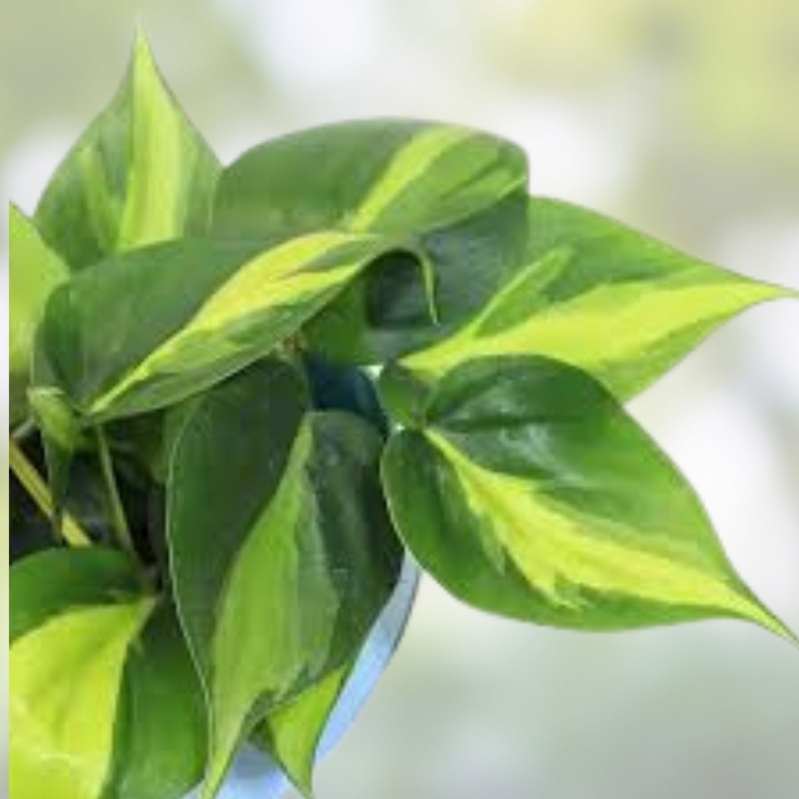 Variegated Pothos Plant Brasil Epipremnum aureum Live Indoor Houseplant Rooted Cutting