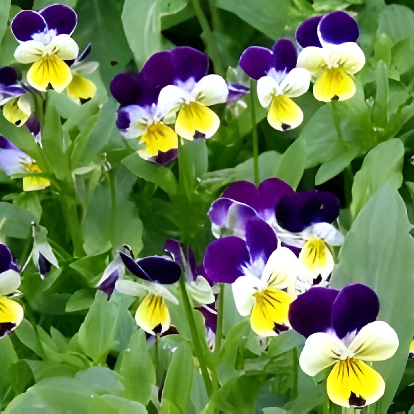 Johnny Jump Ups Viola tricolor Seeds 200 Organic Live Plant Starter Garden Pollinator Attractant Free Shipping
