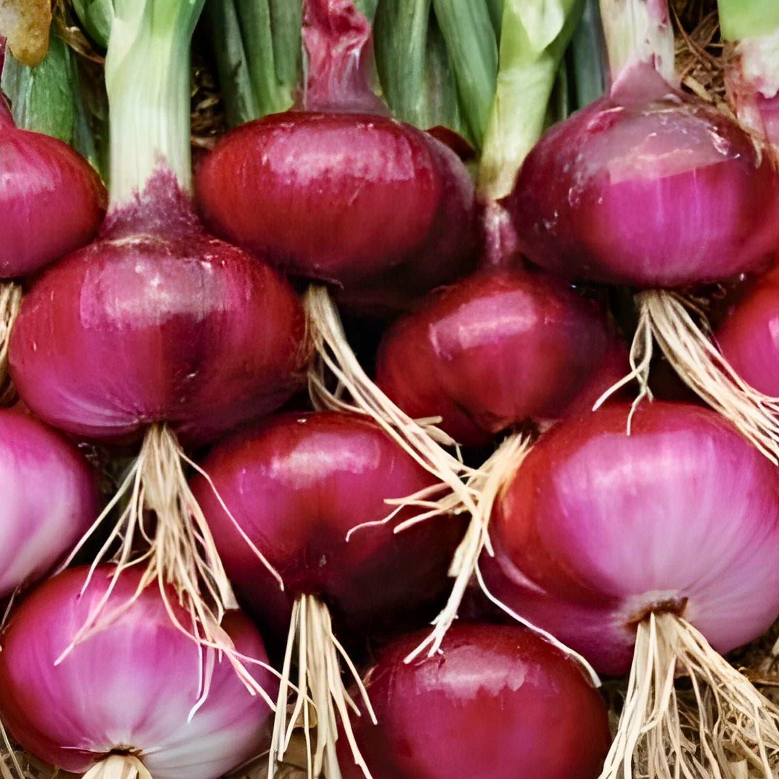 Organic Red Radish Seeds 16 oz Heirloom Raphanus sativus Fast-Growing Vegetable for Home Garden